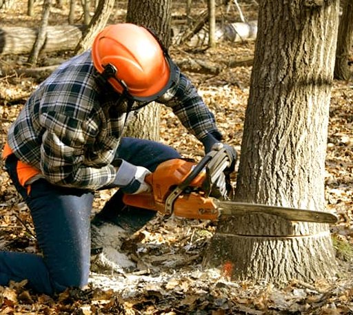 Tree Removal in Paris, ME